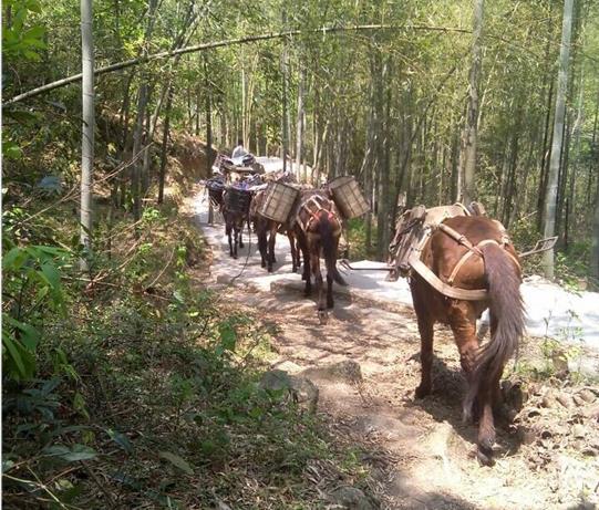 番禺区马帮运输电话