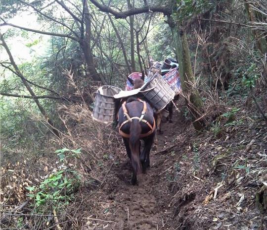 番禺区马帮运输公司