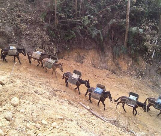 番禺区山路马帮运输