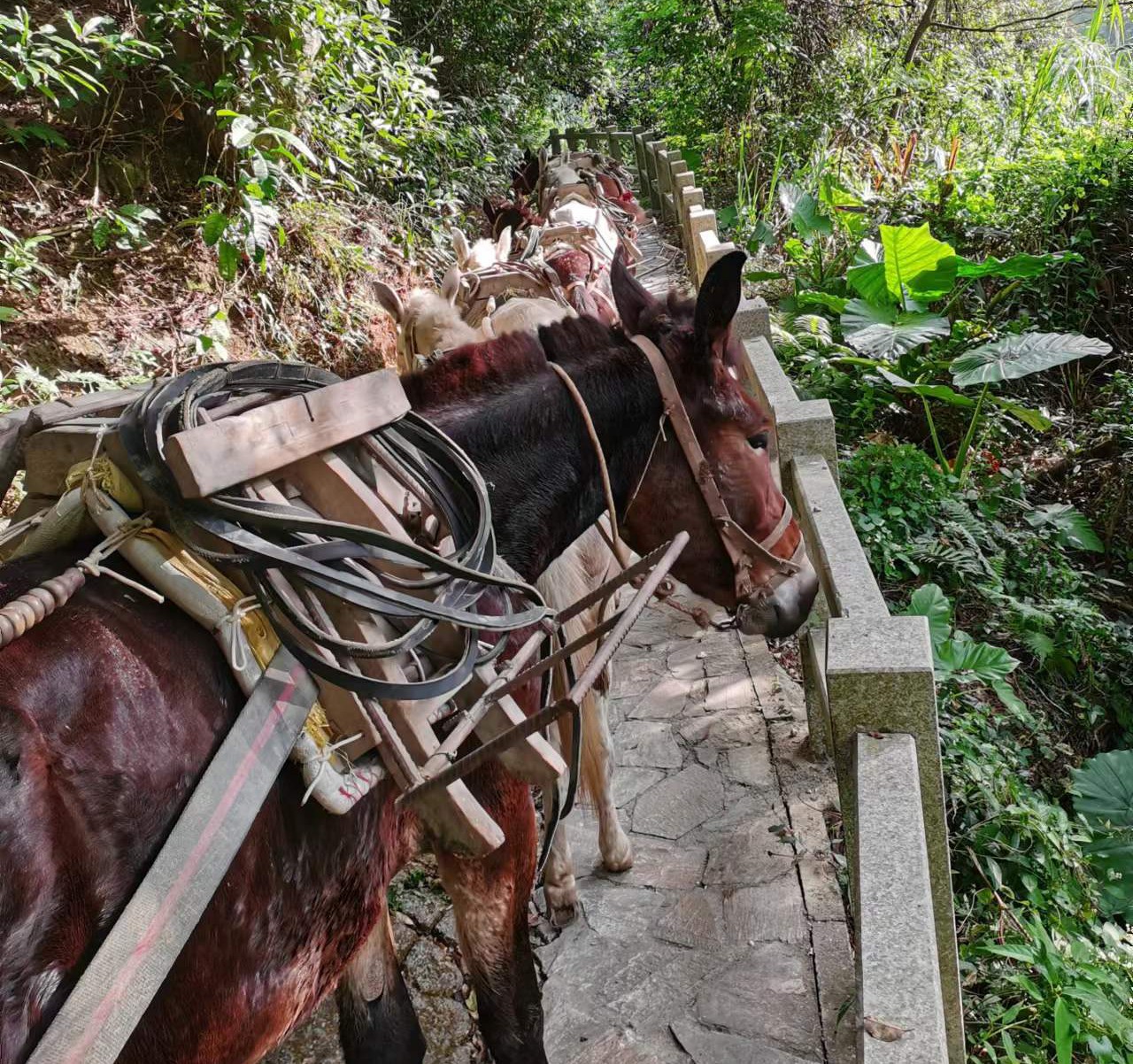 番禺区马队运输