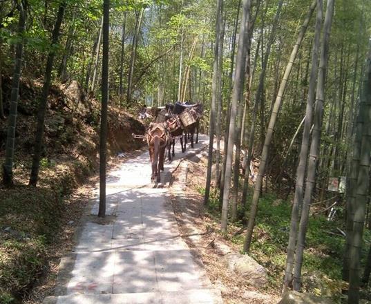 番禺区马队运输公司