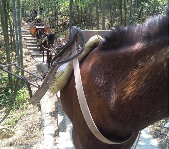 番禺区骡马队运输