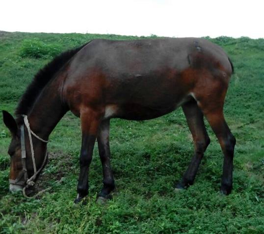 番禺区骡马搬运