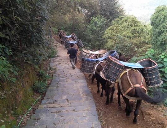 番禺区骡马运输电话