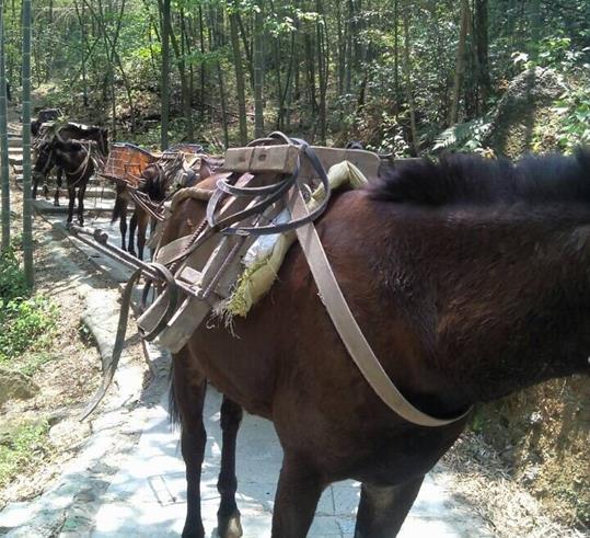 番禺区山路骡马运输