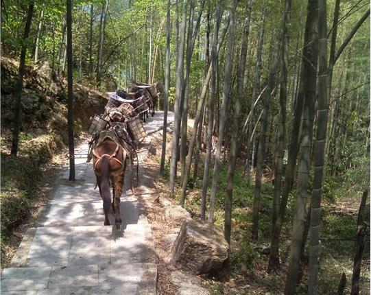 番禺区山区骡马运输