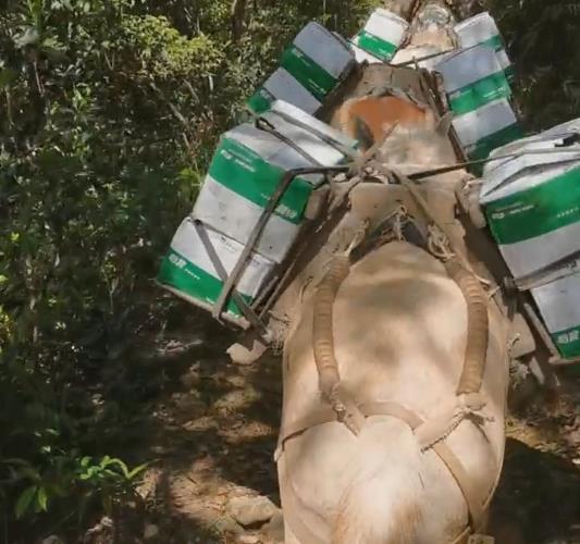 番禺区骡马山路运输