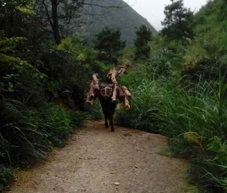 番禺区骡马运输