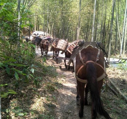 番禺区骡马运输公司