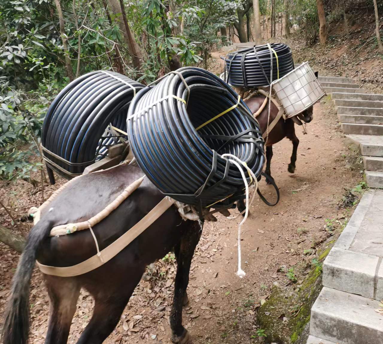 番禺区马帮运输