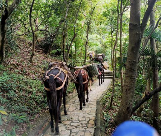 番禺区马队运输电话